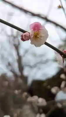 北野天満宮(京都府)