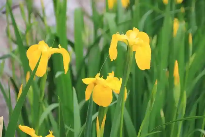 神炊館神社 ⁂奥州須賀川総鎮守⁂の自然