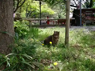 間々田八幡宮の{uncategorized: "未分類", other: "その他", undefined: "問題あり", building: "その他建物", grave: "お墓", sacred_gate: "鳥居", guardian: "狛犬", statue: "像", buddha: "仏像", history: "歴史", nature: "自然", garden: "庭園", animal: "動物", pagoda: "塔", temizu: "手水舎", mountain_gate: "山門・神門", sanctuary: "本殿・本堂", subordinate: "末社・摂社", art: "芸術", scenery: "景色", jizo: "地蔵", ema: "絵馬", goshuin: "御朱印", omikuji: "おみくじ", items: "授与品その他", amulet: "お守り", goshuincho: "御朱印帳", eats: "食事", festival: "お祭り", votive_dance: "神楽", shichigosan: "七五三参", wedding: "結婚式", experience: "体験その他", initially: "初詣", around: "周辺", anti_infection: "感染症対策"}