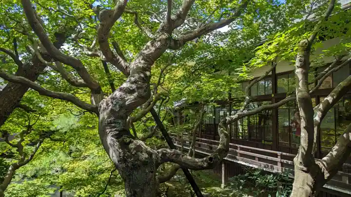 禅林寺(永観堂)の自然