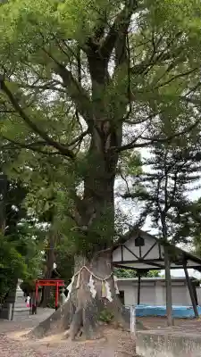 大宝神社(滋賀県)