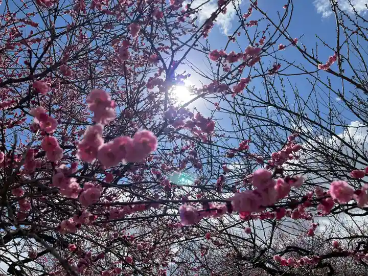 茨城縣護國神社の自然