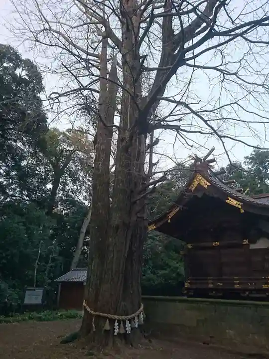 玉敷神社の自然