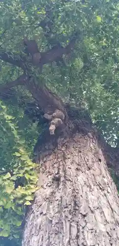 上小岩天祖神社の自然