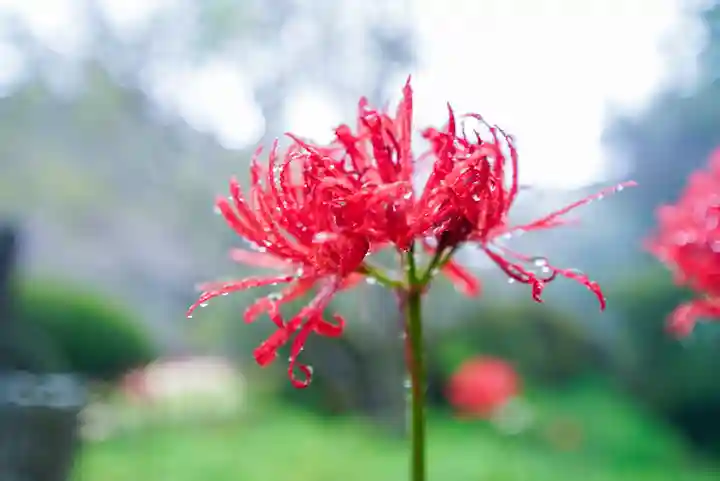 南原寺(山口県)