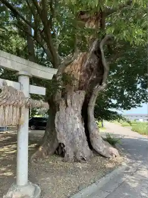 櫻井神社(新潟県)