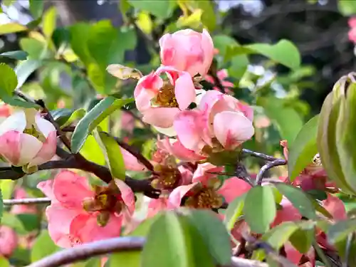 滋野神社の自然