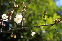 くまくま神社(導きの社 熊野町熊野神社)の自然