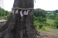 阿久津「田村神社」（郡山市阿久津町）旧社名：伊豆箱根三嶋三社の自然