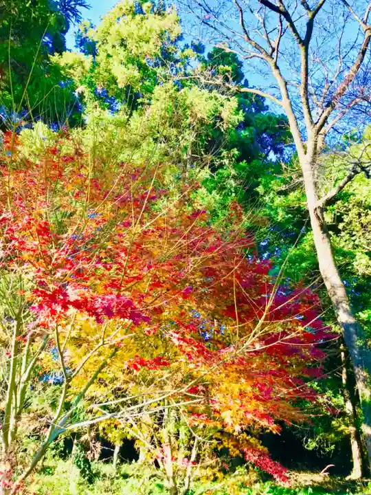 阿弥神社の自然