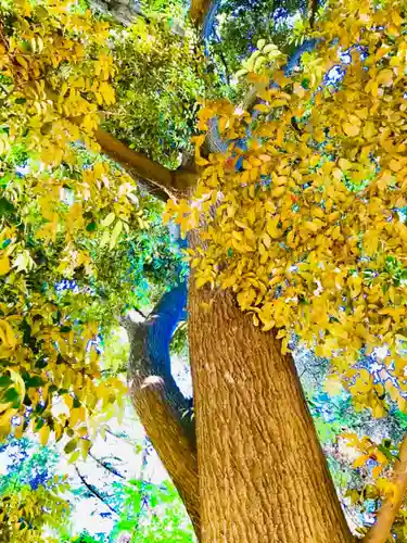 伏木香取神社の自然