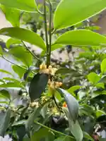 手力雄神社の自然