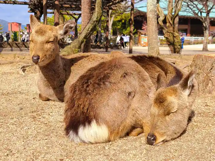 厳島神社の動物