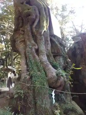 來宮神社(静岡県)