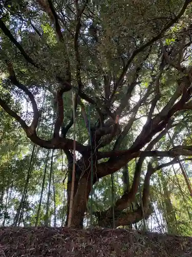 お堂（名称不明）の自然