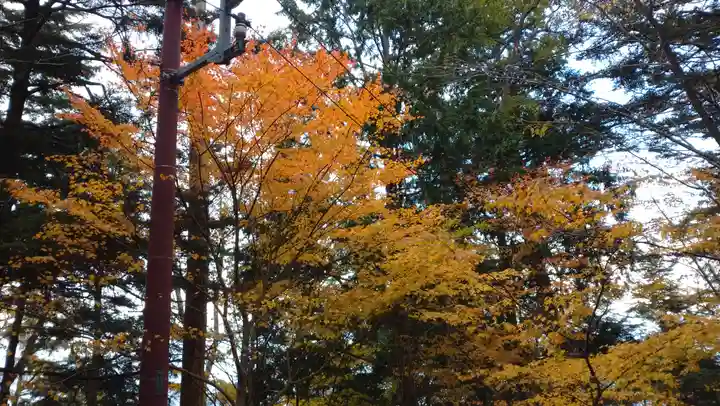 日蓮宗 総本山 塔頭 定林坊(じょうりんぼう)の自然