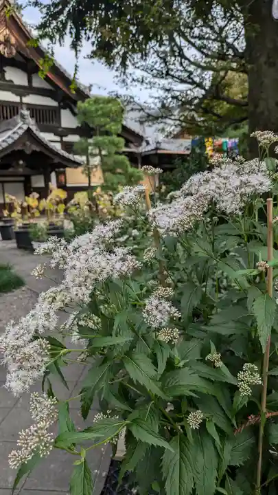 行願寺(革堂)(京都府)