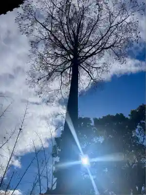 蛭子島神社(京都府)