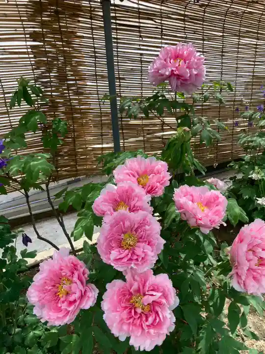 薬師院(兵庫県)