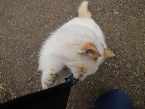 鎌数伊勢大神宮の動物