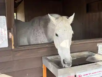 鹿児島神宮(鹿児島県)