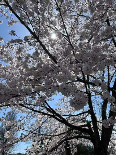 櫻岡大神宮の自然