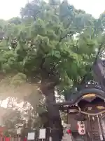 春日神社の{uncategorized: "未分類", other: "その他", undefined: "問題あり", building: "その他建物", grave: "お墓", sacred_gate: "鳥居", guardian: "狛犬", statue: "像", buddha: "仏像", history: "歴史", nature: "自然", garden: "庭園", animal: "動物", pagoda: "塔", temizu: "手水舎", mountain_gate: "山門・神門", sanctuary: "本殿・本堂", subordinate: "末社・摂社", art: "芸術", scenery: "景色", jizo: "地蔵", ema: "絵馬", goshuin: "御朱印", omikuji: "おみくじ", items: "授与品その他", amulet: "お守り", goshuincho: "御朱印帳", eats: "食事", festival: "お祭り", votive_dance: "神楽", shichigosan: "七五三参", wedding: "結婚式", experience: "体験その他", initially: "初詣", around: "周辺", anti_infection: "感染症対策"}