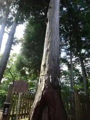 産安社（武蔵御嶽神社摂社）の自然