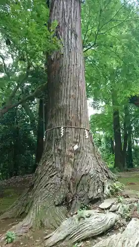 楯縫神社の自然