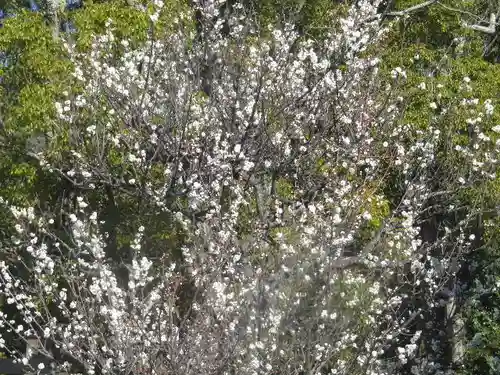 鶴岡八幡宮の自然