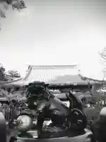 豪徳寺の狛犬