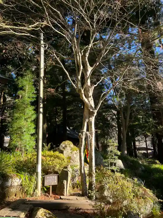 河口浅間神社の自然