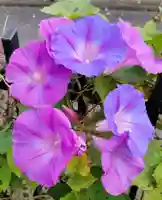 香取神社の庭園