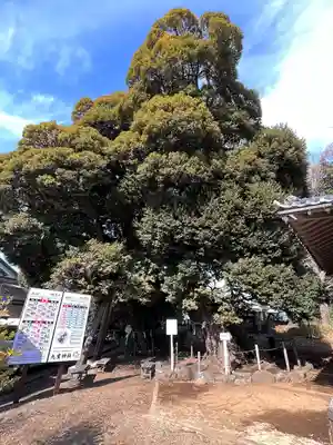 九重神社(埼玉県)