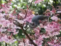 伊勢神宮内宮（皇大神宮）の動物