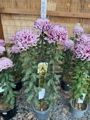 諏訪大社下社秋宮(長野県)