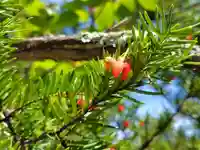 比布神社(北海道)
