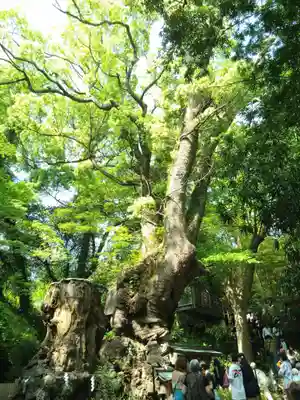 來宮神社(静岡県)