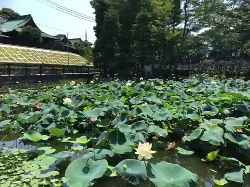 法華経寺の庭園