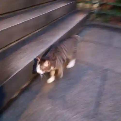 烏森神社の動物