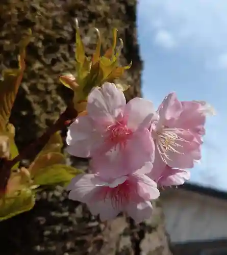 日蓮宗 総本山 塔頭 定林坊(じょうりんぼう)(山梨県)