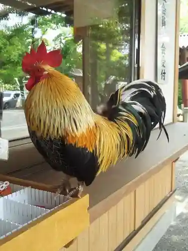 正ノ木稲荷 稲積神社の動物