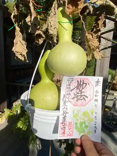 妙蓮寺の御朱印