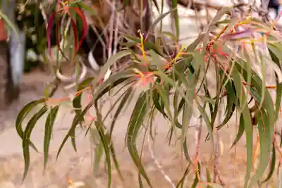 廣島護國神社(広島県)