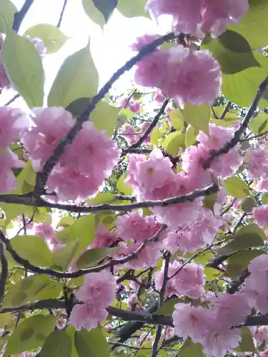 阿智神社の自然