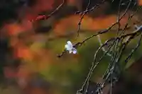 鹿島大神宮の自然