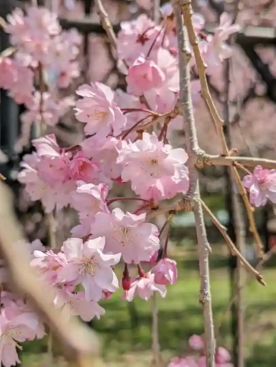 賀茂別雷神社(上賀茂神社)(京都府)