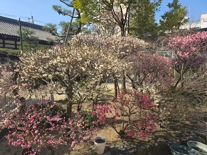 堺薬祖神社(大阪府)