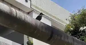 くまくま神社(導きの社 熊野町熊野神社)の動物(2020年05月16日(土) 08時24分14秒投稿)