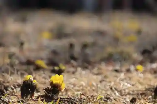 三坂稲荷神社の自然